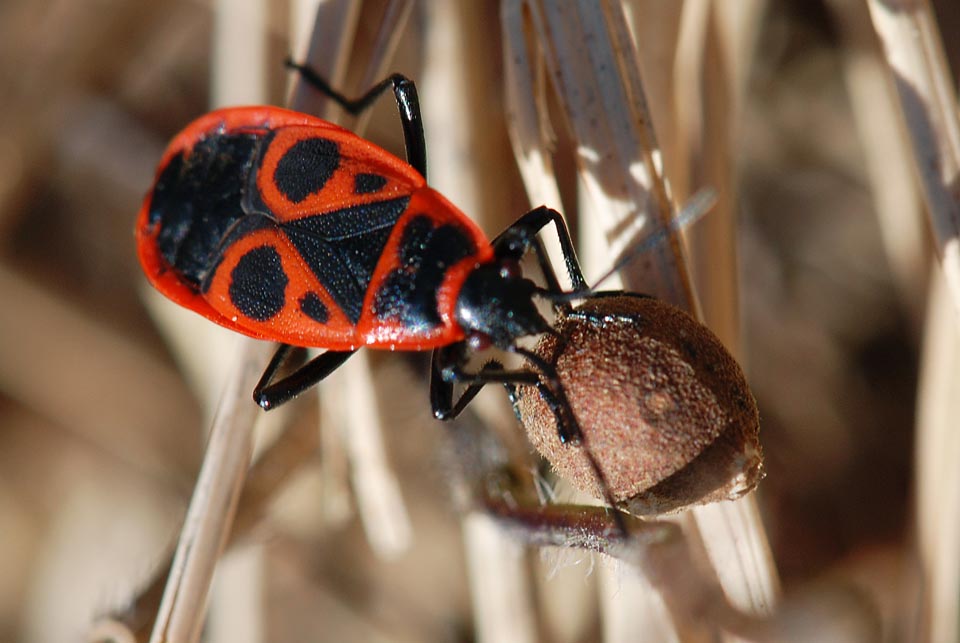 Chi  : Pyrrhocoris apterus
